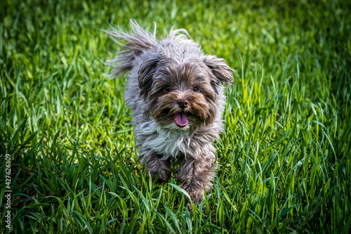 Hunde Bolonka Zwetna