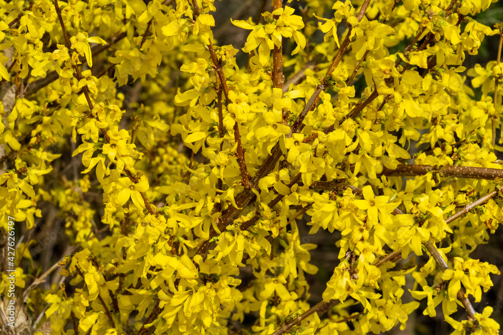 Obraz premium Frühling