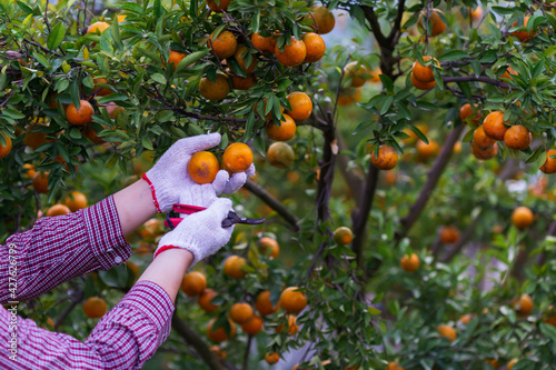 Male farmer harvest picking fruits in orange orchard.orange tree