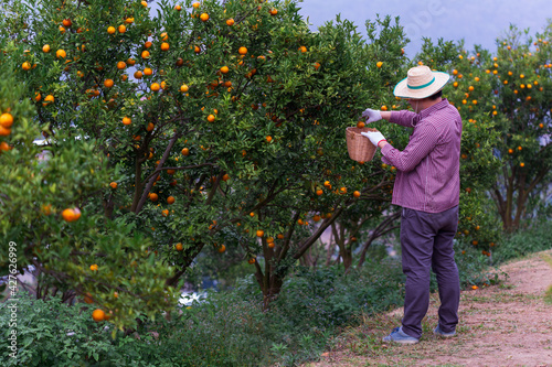 Male farmer harvest picking fruits in orange orchard.orange tree