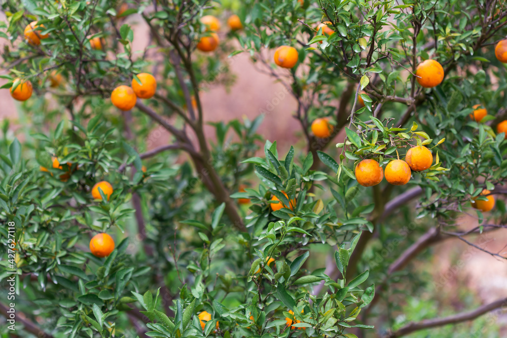 Male farmer harvest picking fruits in orange orchard.orange tree Male farmer harvest picking fruits in orange orchard.orange tree