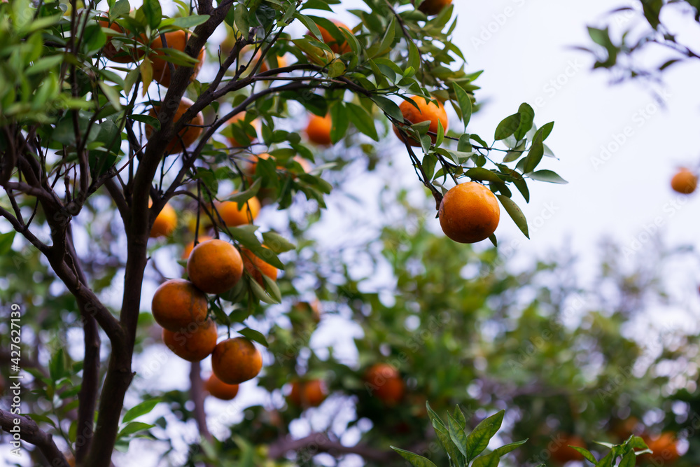 Male farmer harvest picking fruits in orange orchard.orange tree
