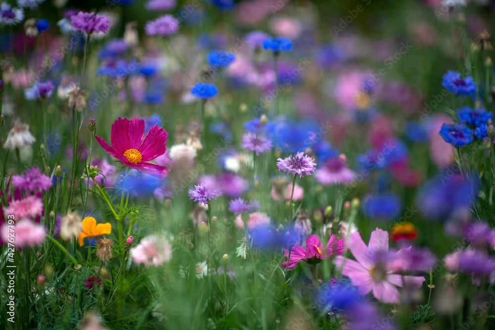 vibrant wildflower medow vibrant wildflower medow