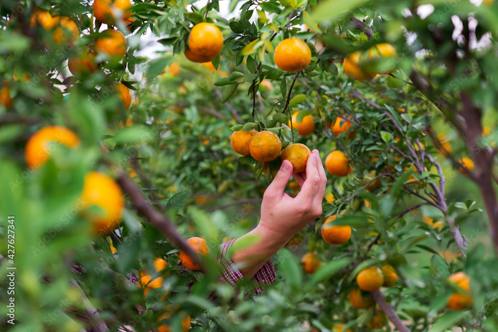 Male farmer harvest picking fruits in orange orchard.orange tree Male farmer harvest picking fruits in orange orchard.orange tree