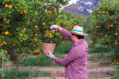 Male farmer harvest picking fruits in orange orchard.orange tree