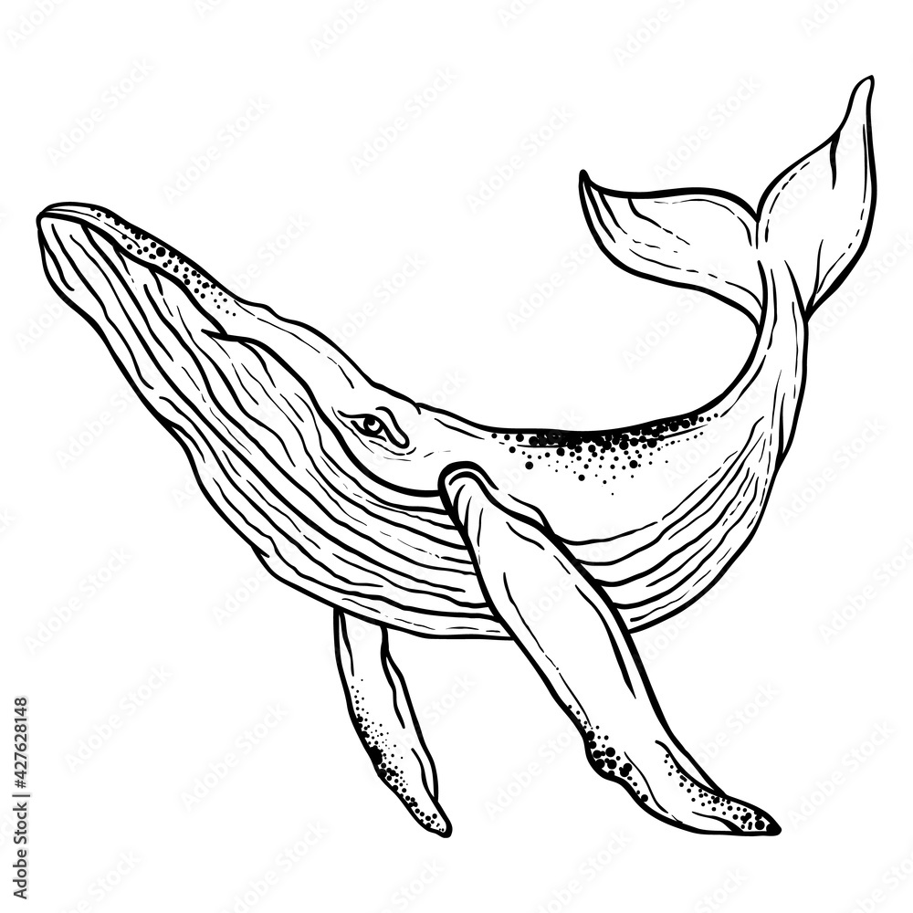 vector illustration of a whale on a white background, graphics, Hand Drawn Whales