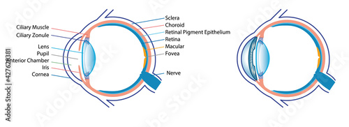 Human eye anatomy simple illustration white background