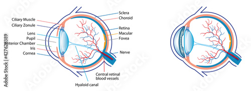 Human eye anatomy illustration with blood vessels white background  photo