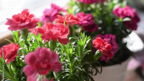Wallpaper Mural Blooming red and pink indoor carnation in a pot on the windowsill.Home gardening. Torontodigital.ca