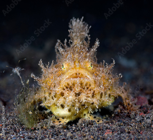 Hairy Frogfish - Antennarius striatus. Underwater macro world of Tulamben, Bali, Indonesia.