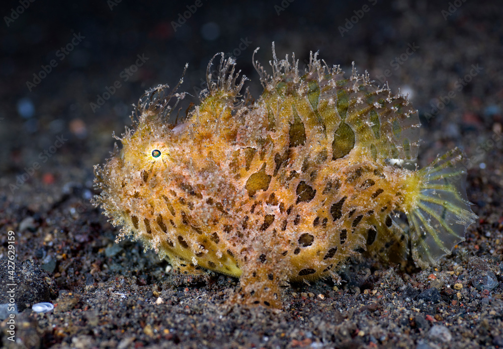 Hairy Frogfish - Antennarius striatus. Underwater macro world of Tulamben, Bali, Indonesia. Hairy Frogfish - Antennarius striatus. Underwater macro world of Tulamben, Bali, Indonesia.