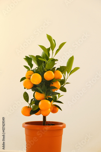 Tangerine tree.Mandarin Tree in a pot .Citrus fruit dwarf trees. Citrus fruit.Indoor fruit plants. Shop for seedlings and plants 