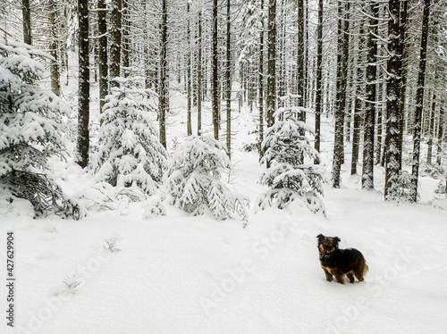 small dog on the background of a beautiful winter snowy landscape.