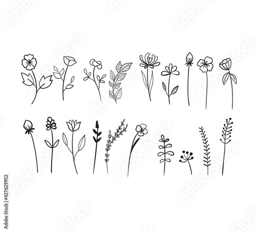 Wildflowers, collection of flowers and plants