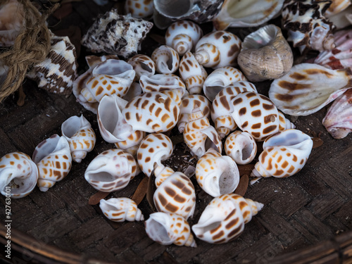 Selective focus, Close up group of empty seashell collected from the beach in basket.