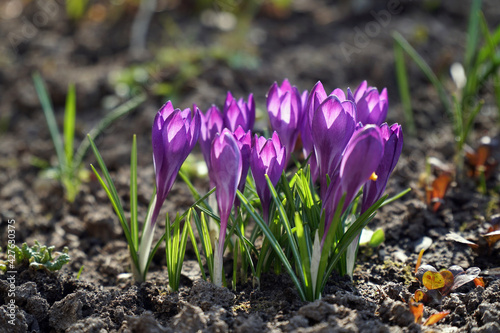 Crocus flowers at springtime. Pink and purple spring flowers on soil. Selective focus.
