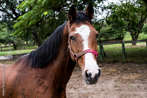 portrait of a horse