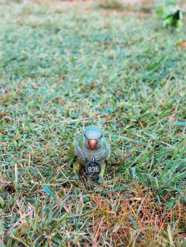 Qarrelling green parrot on green glade on Barcelona Qarrelling green parrot on green glade on Barcelona