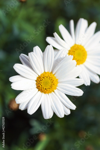 White Daisy flowers  Chamomiles background top view  spring nature flowers background modern design