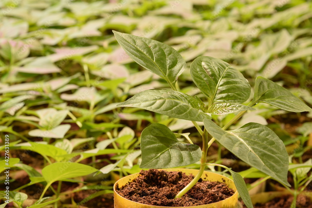 Pepper seedlings for greenhouse oraganic production, closeup of one pepper plant Pepper seedlings for greenhouse oraganic production, closeup of one pepper plant