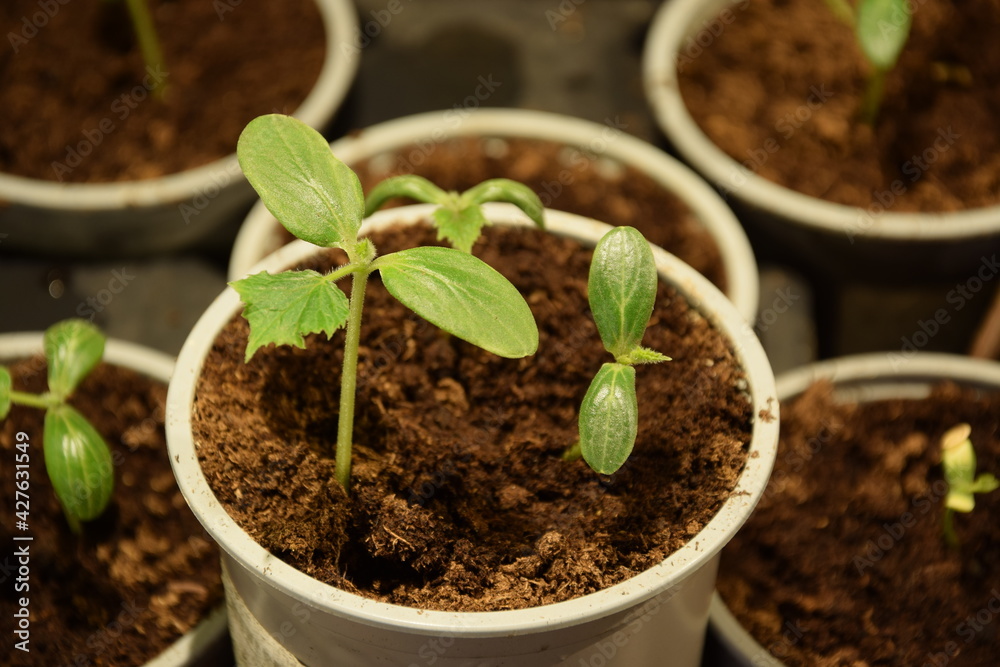 Cucumber seedlings Cucumber seedlings