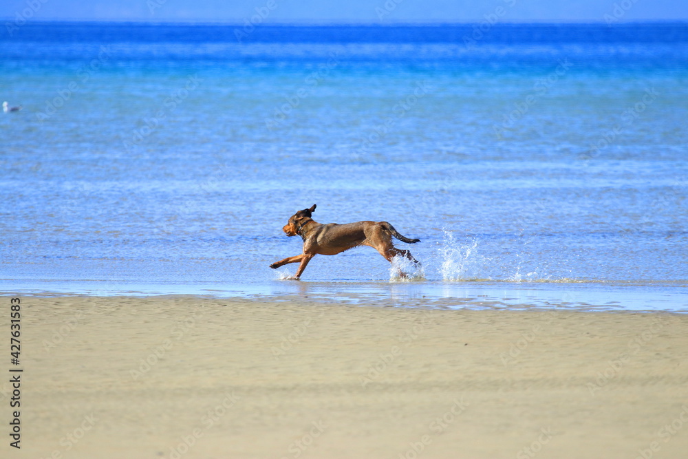 Happy dog running on sandy beach and splashing water