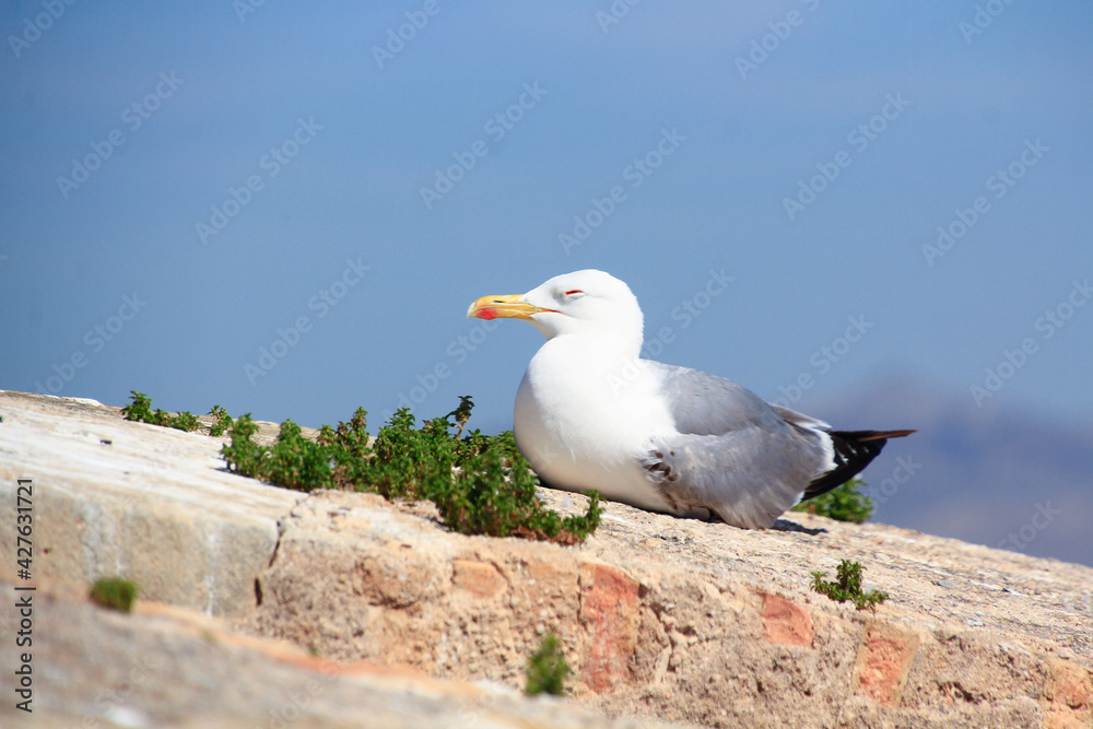 seagull sleeping in the sun on a wall seagull sleeping in the sun on a wall