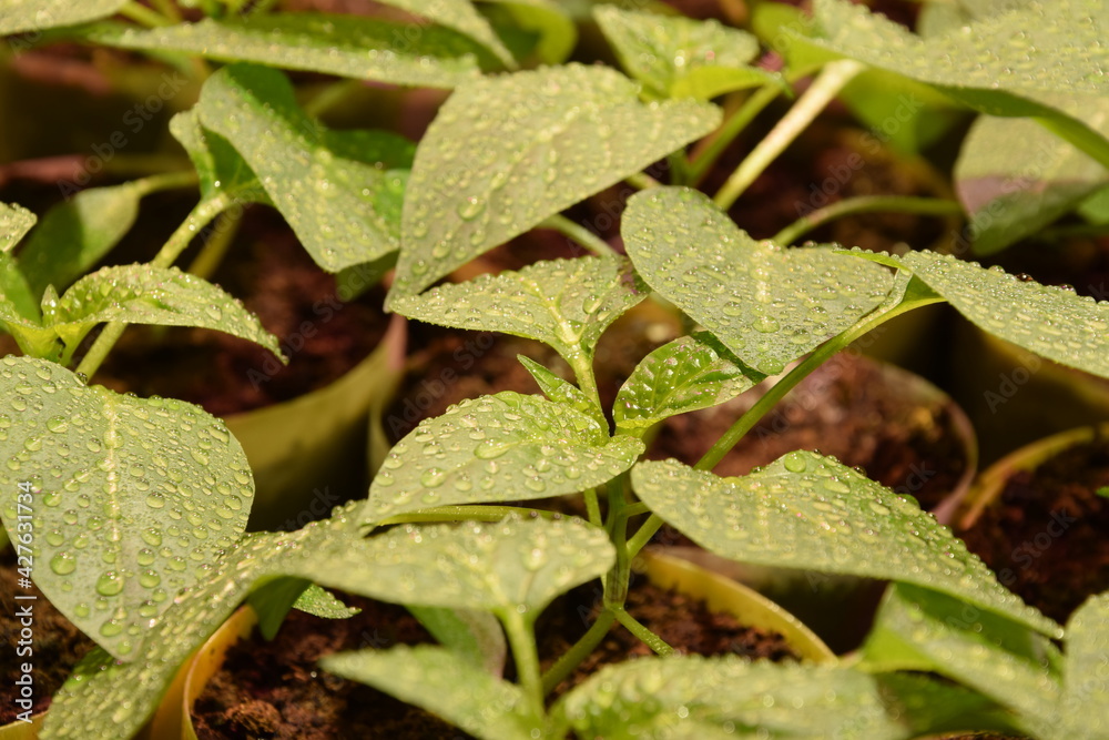 Pepper seedlings after watering Pepper seedlings after watering