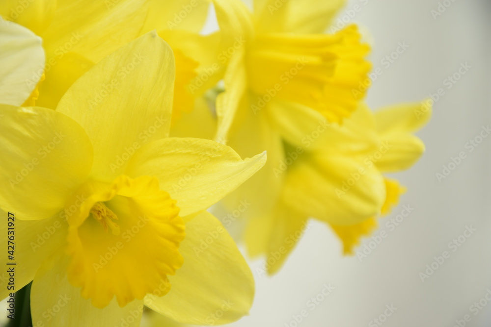 Daffodils closeup spring coming background Daffodils closeup spring coming background