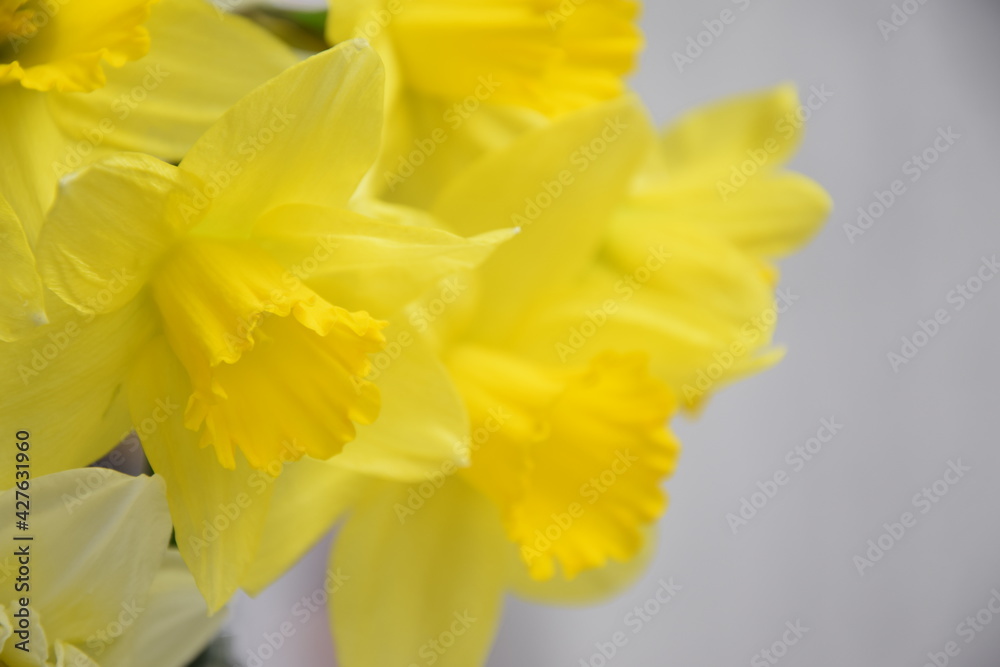 Daffodils spring coming background Daffodils spring coming background
