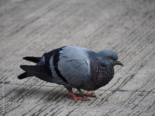 Pigeon perched on a rustic stone and wooden table in the city, showcasing its gray feathers, beak, and wing, capturing the essence of urban wildlife