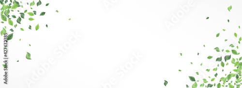 Lime Leaf Fresh Vector Panoramic White Background
