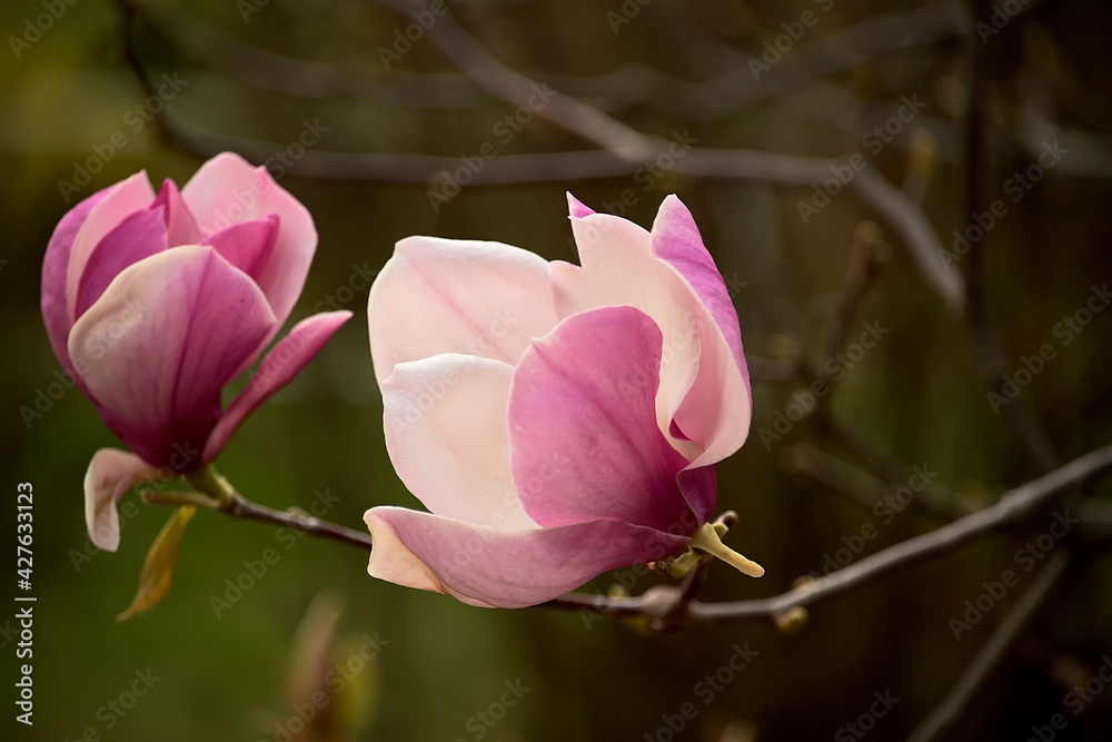 Obraz premium Delicate light floral background of pink magnolia flowers. natural floral background 