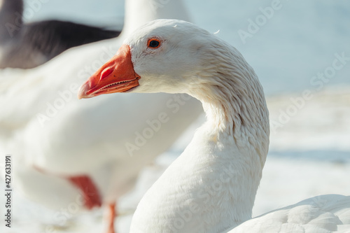Slika na platnu Selective focus shot of a white goose