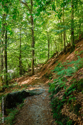 Beautiful woodland with natural stone foot path. Summer walking trail through green forest taken in Ticino Switzerland.