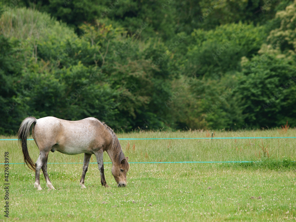 Pony On Summer Grazing Pony On Summer Grazing