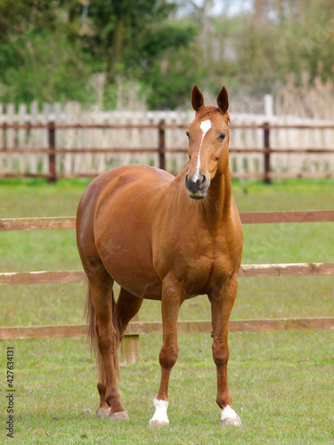 Horse In Paddock