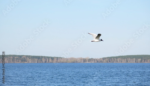 A seagull flying over the surface of the water over the horizon of the forest.