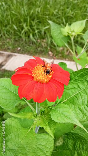 Bees and red Mexican sunflowers in a lush garden.