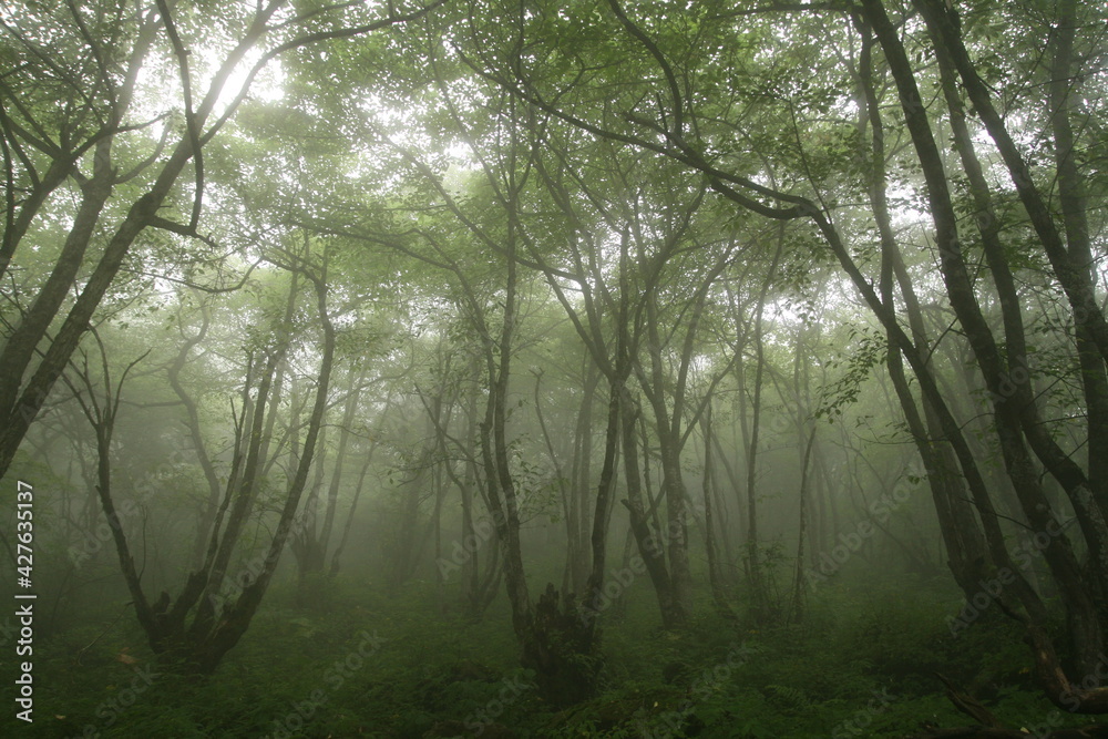 Fototapeta premium china#20