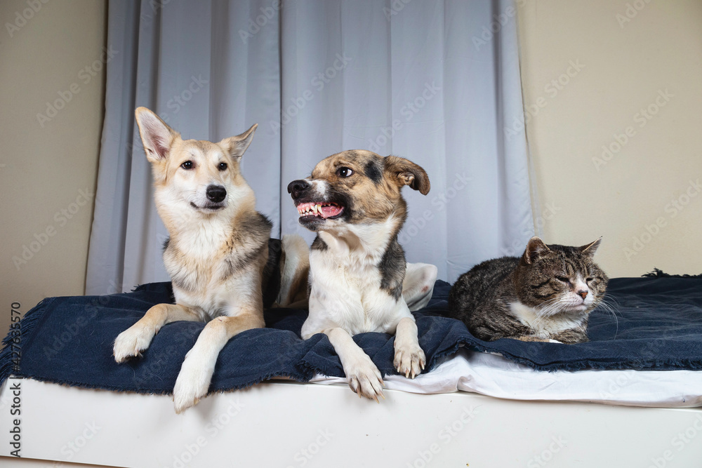 Dogs and sleeping cat resting on bed