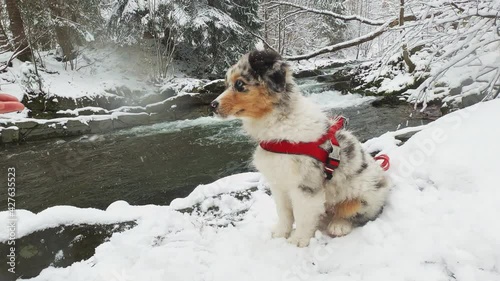 Puppy australian shepherd dog gives a paw on mountains winter trail.