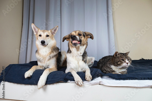 Dogs and old cat resting on bed