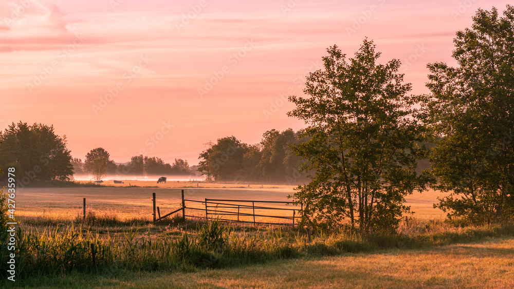 Cows in the pasture with ground mist and sunrise in the early morning.