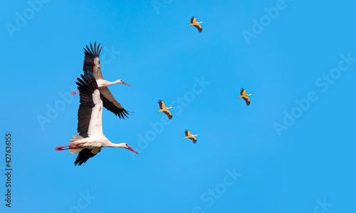 Flock of white storks in flight