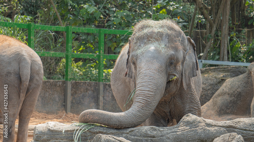 Asian elephant with small ears 5