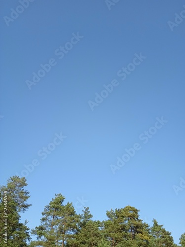 blue sky and trees