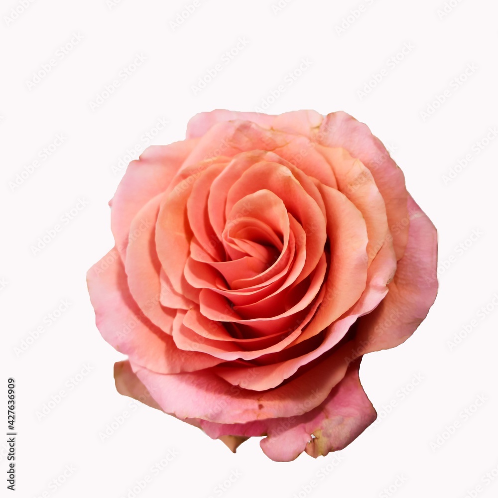 Beautiful rose flower isolated on white background