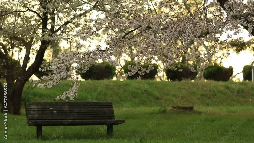 風に揺れる満開の桜と公園のベンチ 風に揺れる満開の桜と公園のベンチ