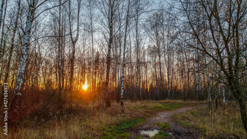 Sunset in the forest